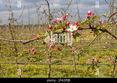 Fleurs de printemps. Fleurir sur des arbres Golden Delicious vieux de six ans dans le verger de pommes en avril. Banque D'Images