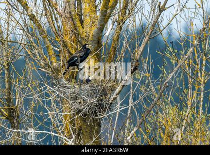 ein Kormoran Paar brütet in ihrem Nest in der Baumkrone im Frühling Banque D'Images