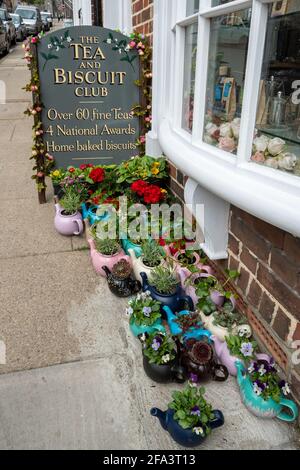 Collection de théières chinoises colorées contenant des plantes et des fleurs à l'extérieur du Tea and Biscuit Club, un magasin de thé à Arundel High Street West Sussex Royaume-Uni Banque D'Images