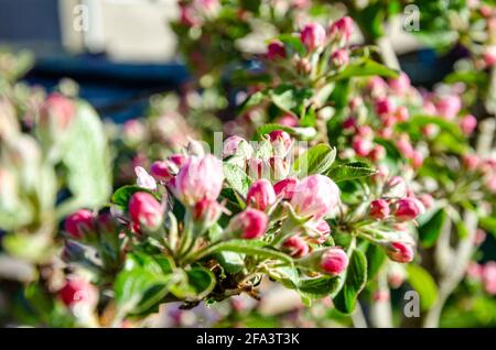 Fleur de pomme et boutons de fleur sur un pommier dans un jardin résidentiel. Banque D'Images