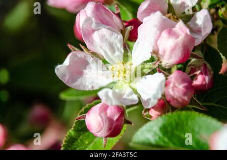 Fleur de pomme et boutons de fleur sur un pommier dans un jardin résidentiel. Banque D'Images