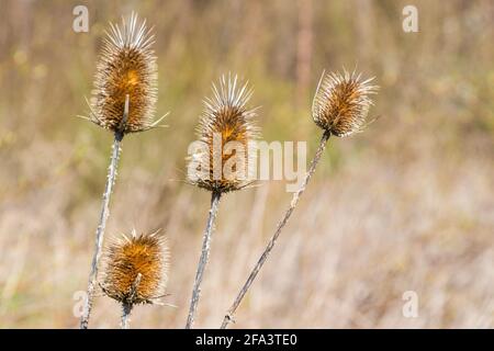La cuillère à café sauvage (Dipsacus fullonum) est peignée au printemps près des terres agricoles, en Hongrie Banque D'Images