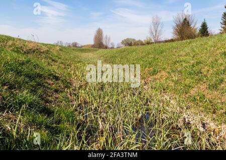 Lit de cours d'eau surcultivé avec une plus grande perce d'étang Carex riparia, ruisseau Ikva, Sopron, Hongrie Banque D'Images