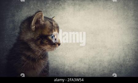 Vue latérale gros plan portrait d'un adorable chaton à l'aspect curieux, isolé sur un fond de mur gris avec espace de copie pour la publicité. Joli petit chat Banque D'Images