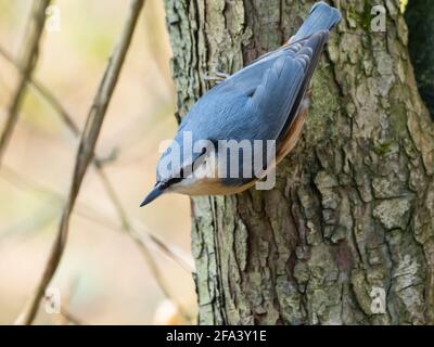 Nuthatch eurasien ou Nuthatch de bois également connu au Royaume-Uni comme Nuthatch (Sitta europaea) perché sur un tronc d'arbre. Banque D'Images