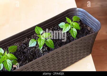 Semis de poivrons doux dans un pot de fleurs en plastique, vue de dessus. Banque D'Images