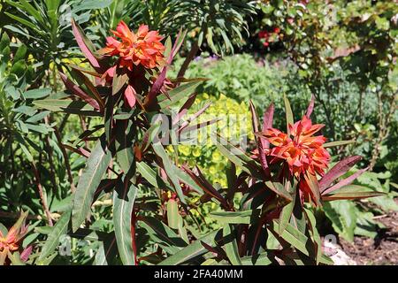 Euphorbia griffithii ‘Dixter’ Spurge Dixter – fleurs orange rouge avec feuilles vertes en forme de lance, avril, Angleterre, Royaume-Uni Banque D'Images