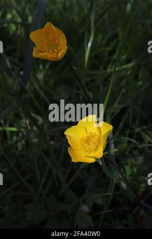 Ranunculus bulbosus bumbous butterbuttercup – jaune vif brillant en forme de tasse fleurs, avril, Angleterre, Royaume-Uni Banque D'Images