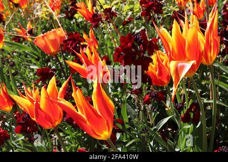 Tulipa ‘Fly Away’ Lily Floraison 6 Fly Away tulipe - écarlate fleurs rouges, bords jaunes, avril, Angleterre, Royaume-Uni Banque D'Images