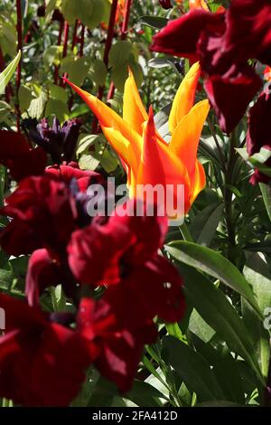 Tulipa ‘Fly Away’ Lily Floraison 6 Fly Away tulipe - écarlate fleurs rouges, bords jaunes, avril, Angleterre, Royaume-Uni Banque D'Images