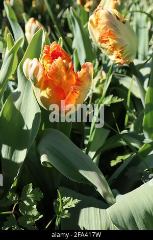 Tulipa gesneriana var dracontia ‘Professeur Rontgen’ Parrot 10 Professeur Rontgen Parrot tulipe - pétales de crème torsadés, marges d'orange, marges roses, Banque D'Images