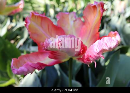 Tulipa gesneriana var dracontia ‘Professeur Rontgen’ Parrot 10 Professeur Rontgen Parrot tulipe - pétales de crème torsadés, marges d'orange, marges roses, Banque D'Images