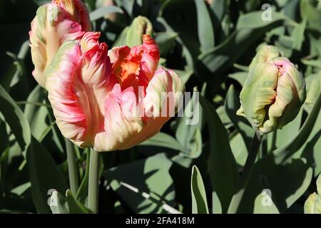 Tulipa gesneriana var dracontia «Avignon Parrot» Parrot 10 Avignon Parrot tulipe - pétales blancs crème torsadés, marges roses profondes, marges roses pâle, Banque D'Images