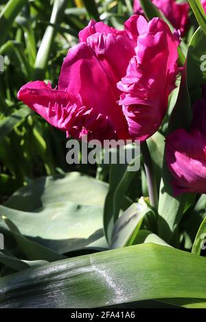 Tulipa gesneriana var dracontia «Negrita Parrot» Parrot 10 Negrita Parrot tulipe – pétales violets profonds torsadés, avril, Angleterre, Royaume-Uni Banque D'Images