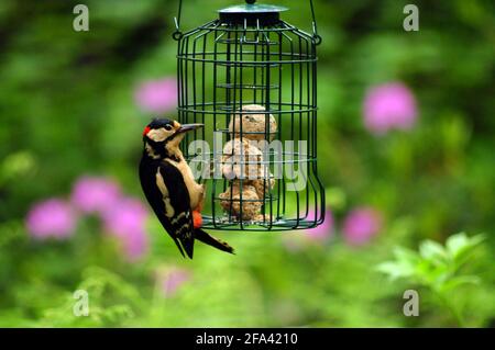 Pic à gros pois sur le mangeoire à oiseaux Banque D'Images