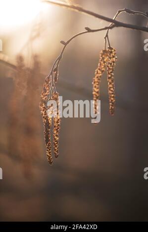 Chatons sur la branche de l'arbre d'Alnus incana (aulne gris européen). Fleurs mâles au début du printemps. Banque D'Images