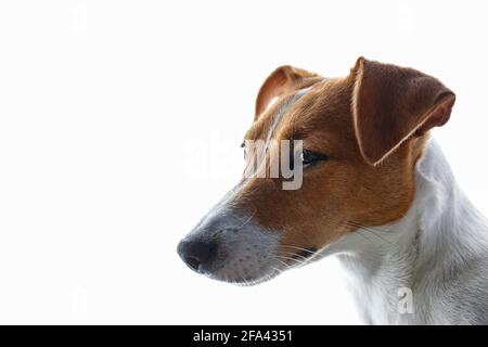 Gros plan portrait d'un jeune Jack russell, un pup de terrier aux yeux tristes, isolé sur fond blanc. Studio photo de l'adorable petit chien avec plié Banque D'Images