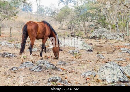 Cheval sur un pâturage dans la zone protégée Miraflor, Nicaragua Banque D'Images