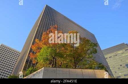 Vue de jour de quelques arbres d'automne dans un élevé jardin urbain avec plusieurs immeubles environnants visibles Banque D'Images