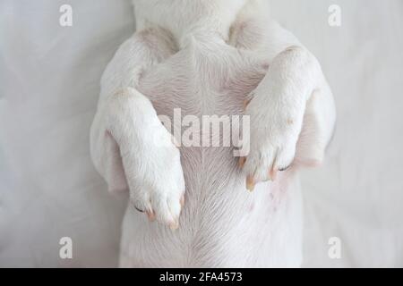 Coupe courte de terrier Jack russell couché sur le dos dans une posture de lapin. Gros plan sur de adorables petits pattes d'un chiot. Gros plan, espace de copie, vue de dessus Banque D'Images