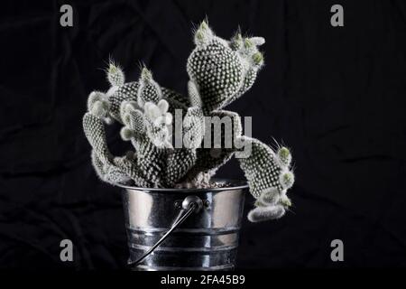 Lapin oreille cactus souris oreille succulente. Plantes de maison succulentes isolées sur fond noir. Banque D'Images