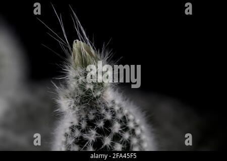 Fleur de lapin oreille cactus macro gros plan. Oreille de souris succulente prêt à fleur vue macro. Banque D'Images