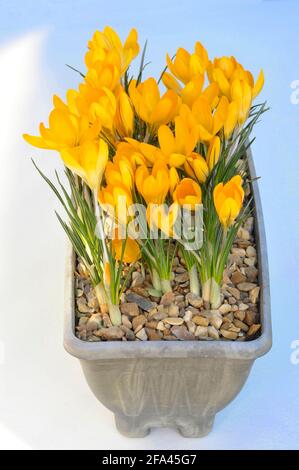 Groupe de Crocus x luteus jaune doré en fleur dans Un petit semoir Spring Floraison clamp formant décidue vivace est complètement robuste Banque D'Images