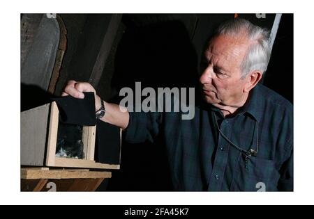 Swifts nichent dans la tour du musée d'histoire naturelle d'Oxford, surveillé pendant les 46 dernières années par le gardien Swift Roy Overallphotographie par David Sandison The Independent Banque D'Images