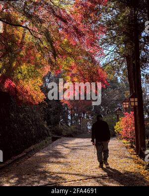 Vue de derrière un homme montant une pente pavée sous une voûte vibrante de feuilles d'érable automnales rouges et dorées un matin ensoleillé Banque D'Images