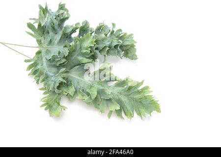 Feuilles de plante tropicale Phlebodium sur fond blanc Banque D'Images