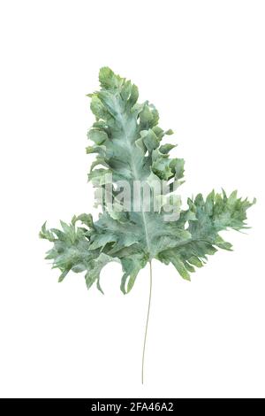 Feuille de Phlebodium verte isolée sur fond blanc Banque D'Images