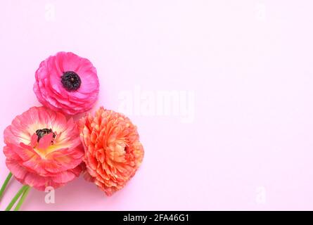 Beau bouquet de fleurs ranunculus colorées sur fond rose. Coupe de beurre de fleurs. Copier l'espace pour le texte Banque D'Images