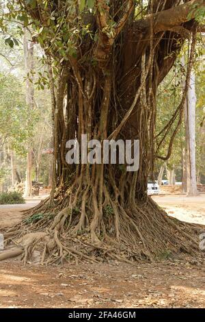 Banyan Tree with air Roots, Bayon, Angkor Thom, Siem Reap, Cambodge Banque D'Images