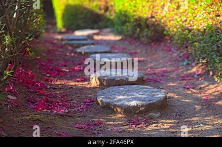 Accent sélectif sur la première de plusieurs stepping circulaires dans un passage de jardin bordé de haies, parsemé de pétales de fleurs rose vif Banque D'Images