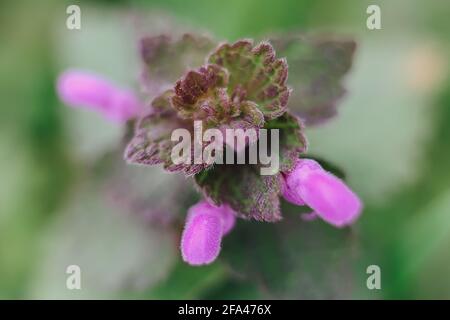 Plante de jardin sauvage pourpre gros plan macro, vert et rose fond de nature, feuilles fluffly, concept de jardinage Banque D'Images