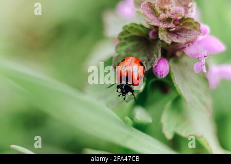 L'insecte coccinelle rouge s'assoit sur l'ortie du purle macroplante sauvage gros plan à l'herbe verte, fond naturel Banque D'Images