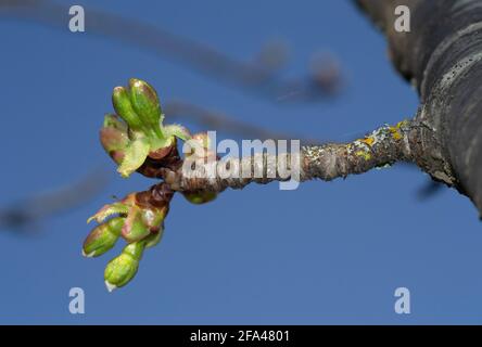 Bourgeons blancs et verts sur les branches de cerisier. Arrière-plan flou Banque D'Images