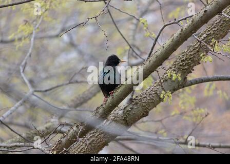 étoiles communes en saison de reproduction perchées sur une branche d'arbre qui regarde sur le côté; plumes bleu, vert, violet et noir miroitantes Banque D'Images
