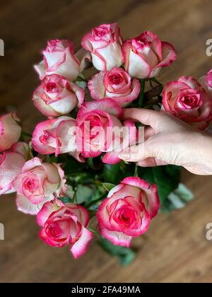 La main de la femme touche une rose Banque D'Images