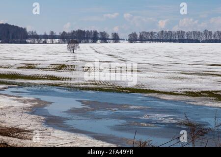 Un arbre isolé avec une couronne luxuriante pousse dans un champ de neige fondante. Banque D'Images