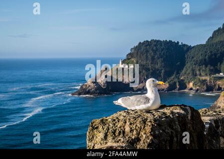 Une mouette en parc d'État Heceta Head, Florence, Oregon Banque D'Images