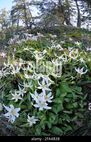 Lily fauve blanche Erythronium oregonum, île Pender, Colombie-Britannique, Canada Banque D'Images