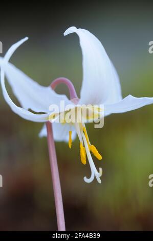 Lily fauve blanche Erythronium oregonum, île Pender, Colombie-Britannique, Canada Banque D'Images