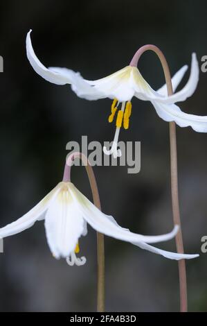 Lily fauve blanche Erythronium oregonum, île Pender, Colombie-Britannique, Canada Banque D'Images