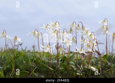 Lily fauve blanche Erythronium oregonum, île Pender, Colombie-Britannique, Canada Banque D'Images