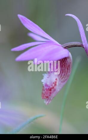 Orchidée Calypso bulbosa, île Pender, Colombie-Britannique, Canada Banque D'Images