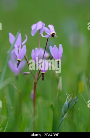 Shooting Star Dodecatheon pulchellum, réserve de chênes de Cowichan Garry, vallée de Cowichan, île de Vancouver (Colombie-Britannique). Banque D'Images