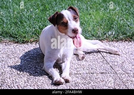 Petit chien (Parson russel Terrier) relaxant sous le soleil Banque D'Images