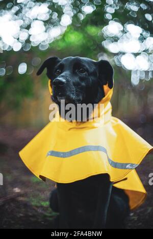 Chien de sauvetage Black Labrador Mix Banque D'Images