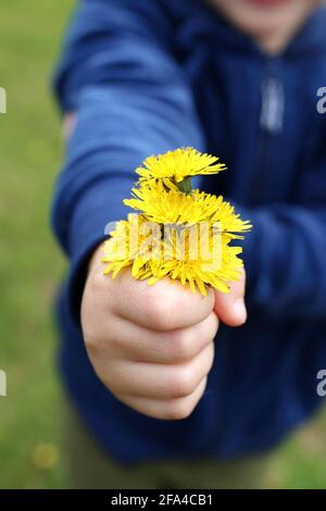 Une petite fille douce est en train de donner à son membre de famille un bouquet de fleurs Dandelion fraîchement cueillies. Banque D'Images